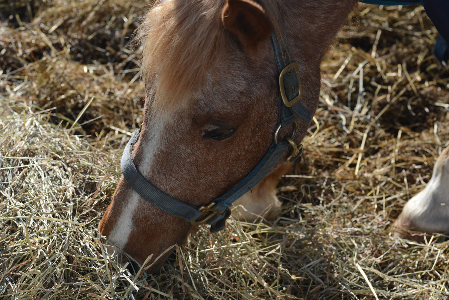 Fungus in Equine Inflammatory Airway Disease Stable Management